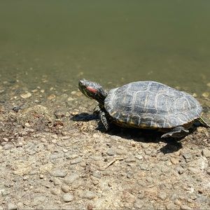 Meet your Posher, Cheyenne